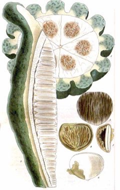 Telfairia pedata Oysternut Telfairia pedata Oysternut